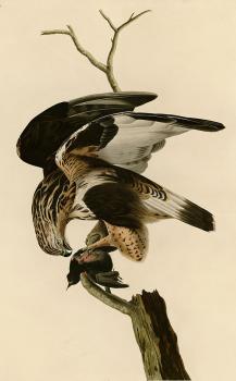 John James Audubon : Rough legged falcon